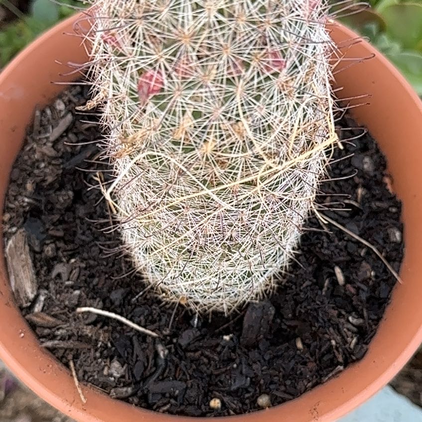Photo of the plant species Mammillaria sheldonii by @TopdogKaro42 named Kendall on Greg, the plant care app