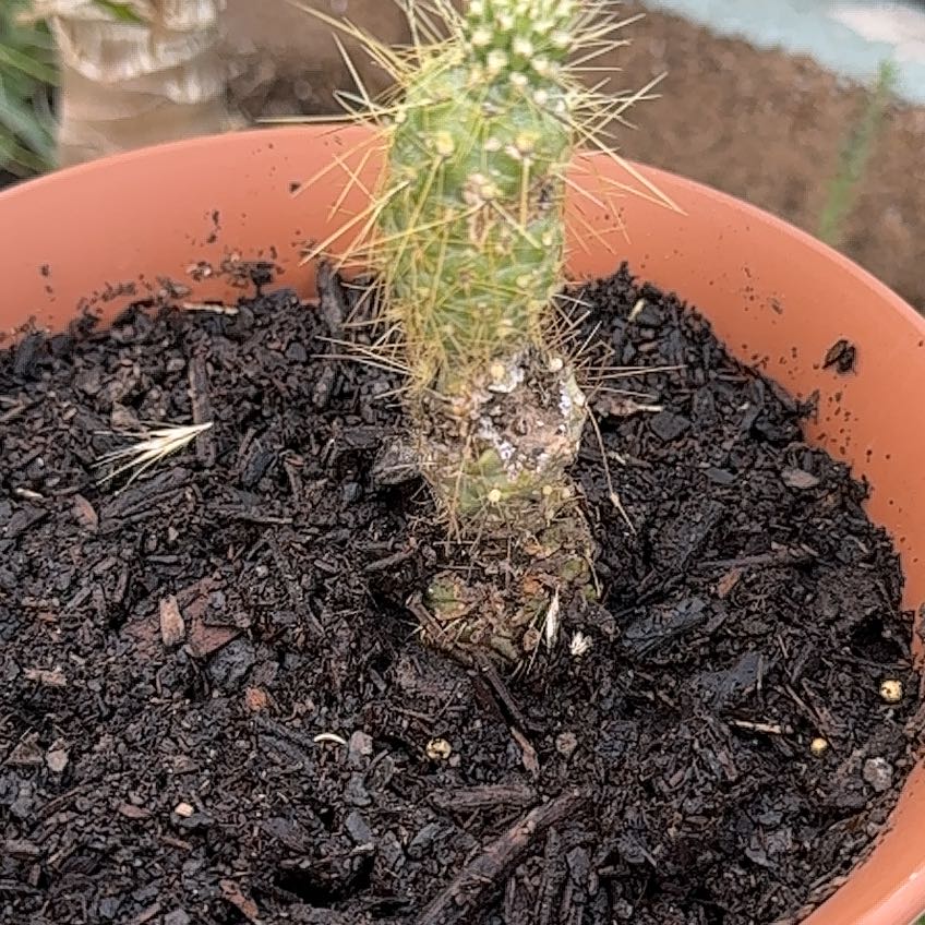 Photo of the plant species Sonoran Jumping Cholla by @TopdogKaro42 named Wall-E on Greg, the plant care app