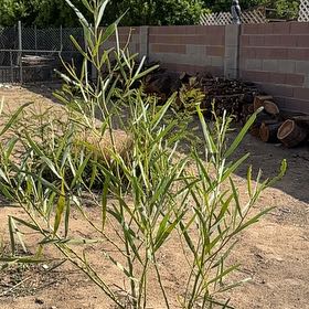 Photo of the plant species Broughton Willow Wattle by @TopdogKaro42 named Sage on Greg, the plant care app