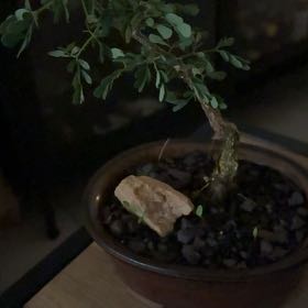 Photo of the plant species Black Monkey-Thorn by @IntegralTupeia named Remington on Greg, the plant care app