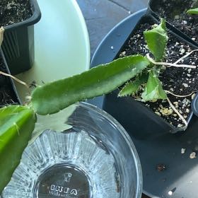 Photo of the plant species Yellow Dragon Fruit by @KookyMugwort95 named Shakira on Greg, the plant care app
