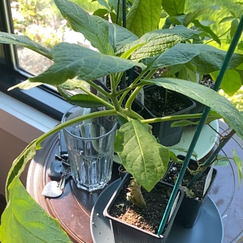 Photo of the plant species Angel's Trumpet by @KookyMugwort95 named Osmo on Greg, the plant care app