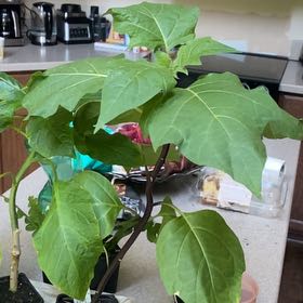 Photo of the plant species Devil's trumpet by @KookyMugwort95 named Khaleesi on Greg, the plant care app