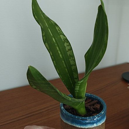 Plant care for Fat Leaf Snake Plant on Greg, the plant care app