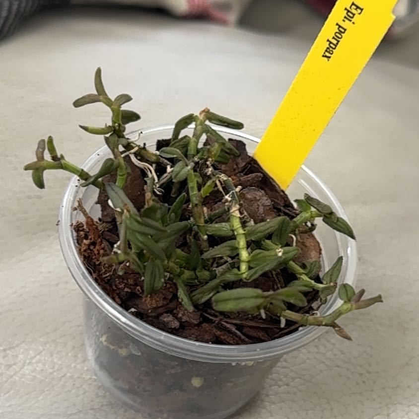 Photo of the plant species Epidendrum porpax by @ChiefPokaka56 named Gregarious on Greg, the plant care app