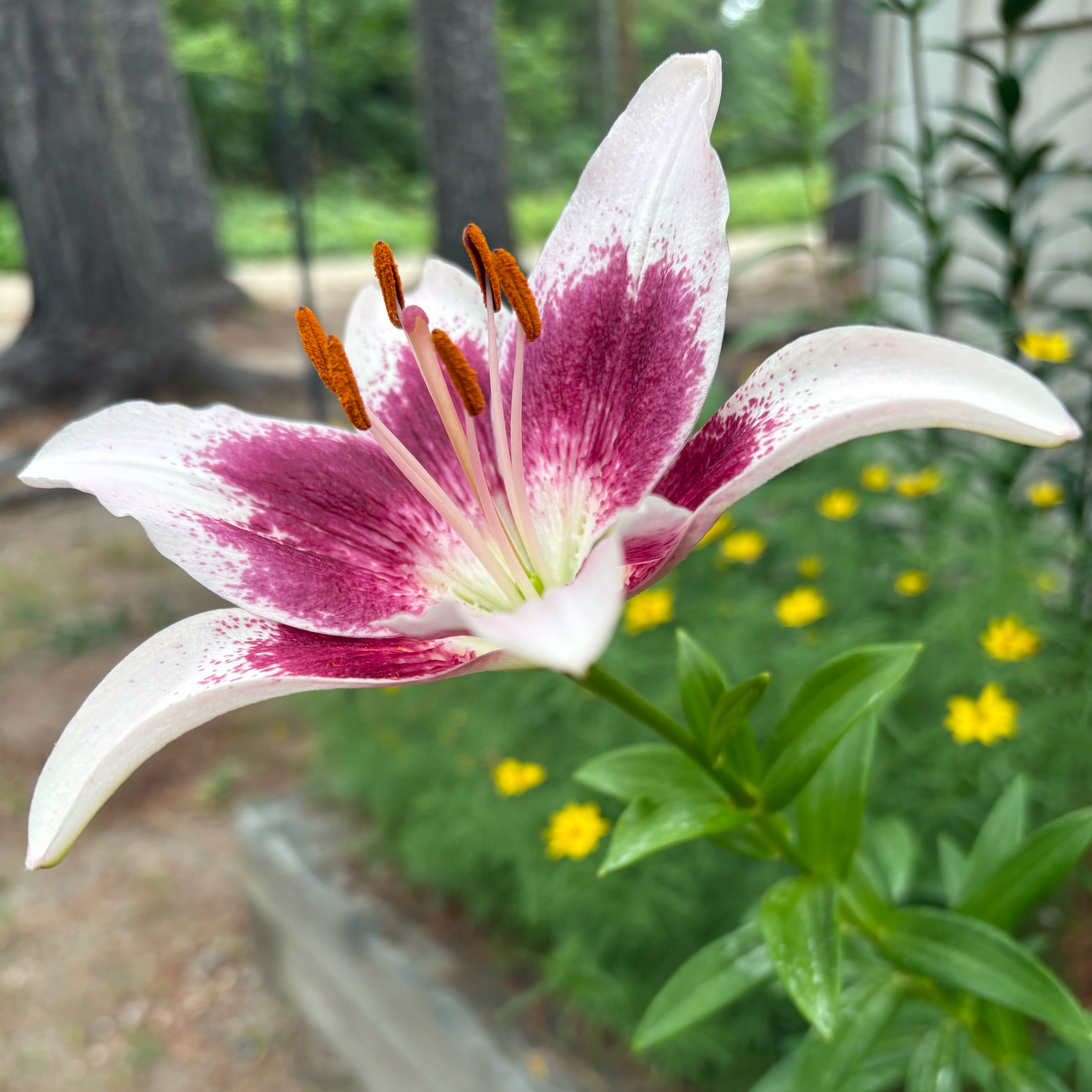Photo of the plant species Orange Lily by @RoundSedge4 named Zeus on Greg, the plant care app