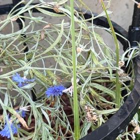 Photo of the plant species Centaurea Cyanus by @FestiveEndive54 named Harry on Greg, the plant care app