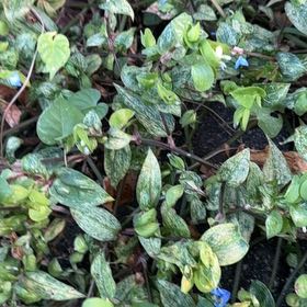 Photo of the plant species Asiatic Dayflower by @FestiveEndive54 named Sanders on Greg, the plant care app