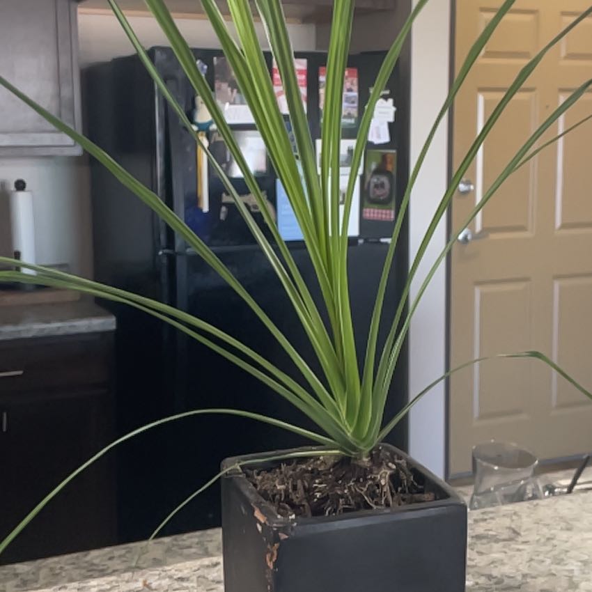 Photo of the plant species Mountain Cabbage Tree by @NovelBluebean84 named Demi on Greg, the plant care app