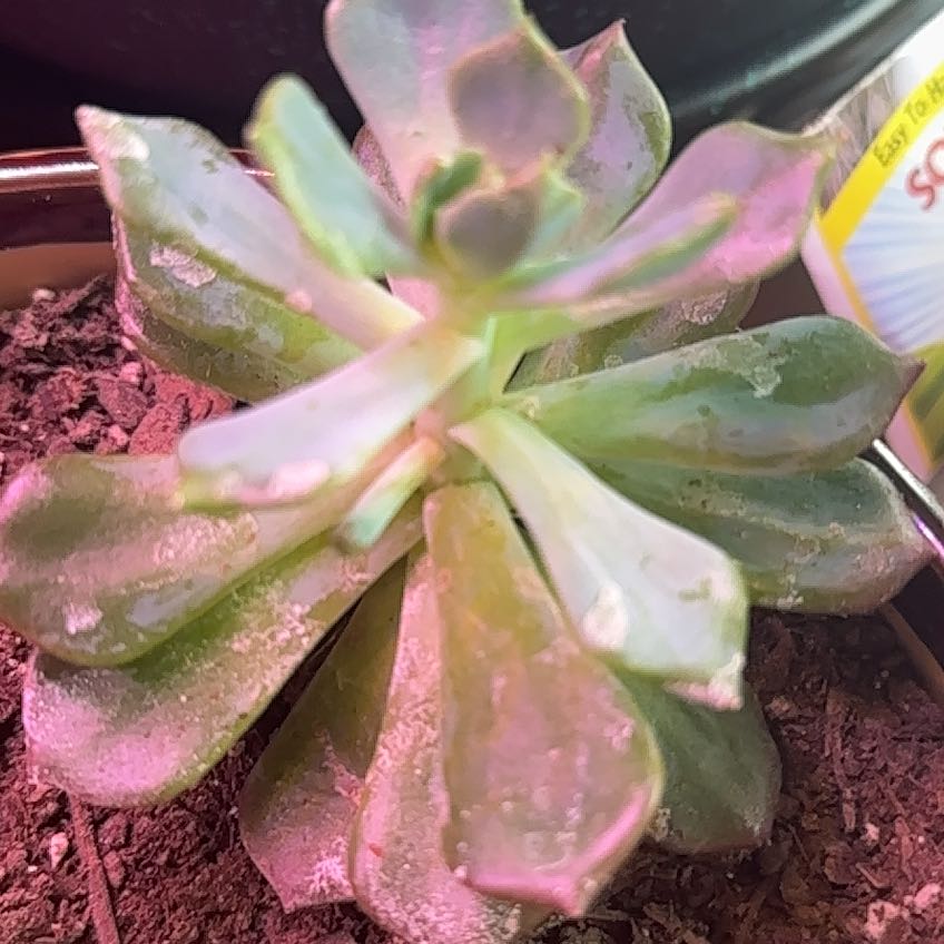 Photo of the plant species Echeveria Blue Topaz by @LuxuryGinkotree named Walt on Greg, the plant care app