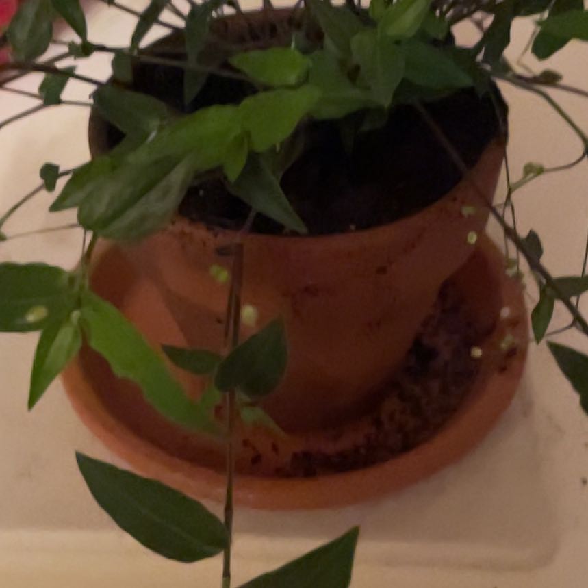 Photo of the plant species Bridal Veil by @CozyLemon79 named Sherlock on Greg, the plant care app