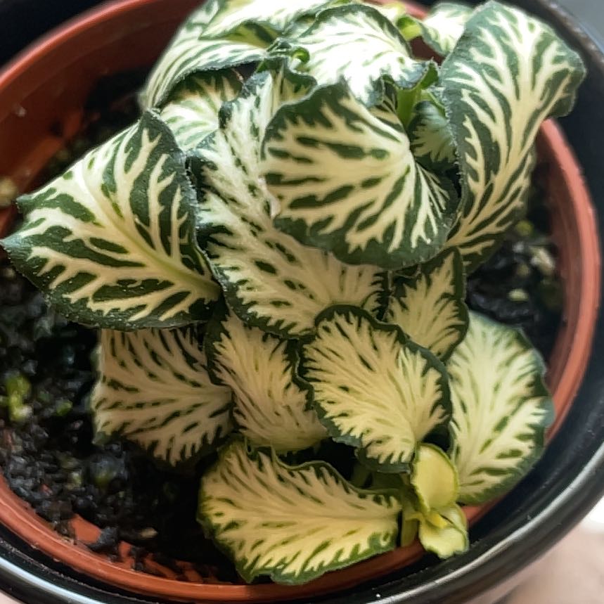 Photo of the plant species White Tiger by @CozyLemon79 named Forrest on Greg, the plant care app