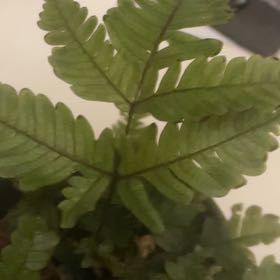 Photo of the plant species Tricolor Fern by @CozyLemon79 named Harmony on Greg, the plant care app
