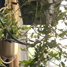 Photo of the plant species Tradescantia Geniculata by @CozyLemon79 named Rainier on Greg, the plant care app