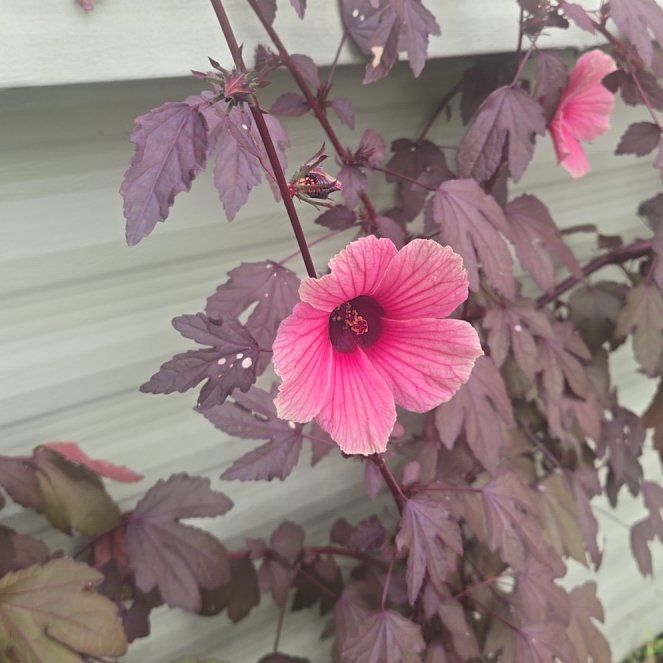 Photo of the plant species Roselle by @EnormousMyagrum named Leonardo on Greg, the plant care app