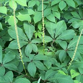 Photo of the plant species Bottlebrush Buckeye by @EagerAmbrosina named McKinley on Greg, the plant care app