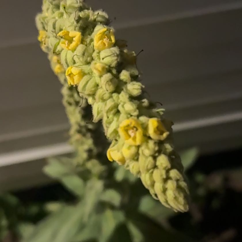 Photo of the plant species Mullein by @ElderGuavatree named Surya on Greg, the plant care app