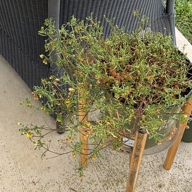 Photo of the plant species Honeybells by @NoblyBegoniazip named Plato on Greg, the plant care app