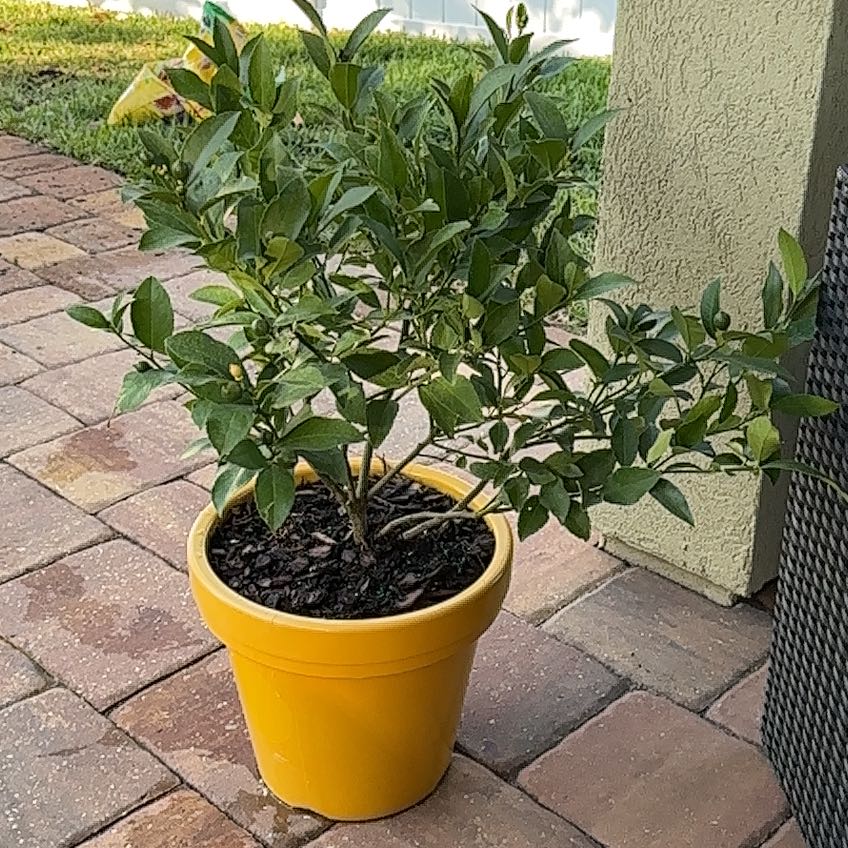 Photo of the plant species Meyers Lemon by @ImitableCentro9 named Demi on Greg, the plant care app