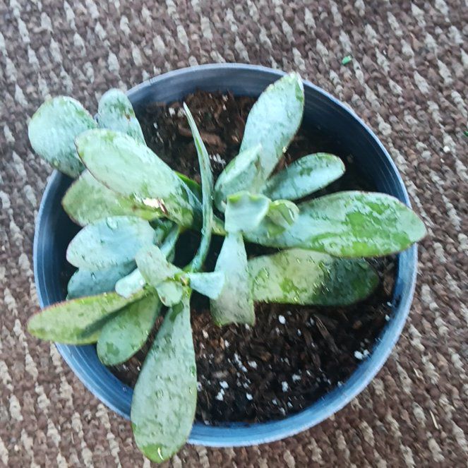 Photo of the plant species Crassula 'Blue Bird' by @StoutTitoki90 named Mikayla's plant on Greg, the plant care app