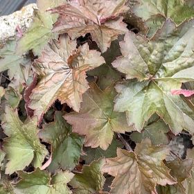 Photo of the plant species Alum Root by @ShinyTitoki19 named Gregarious on Greg, the plant care app