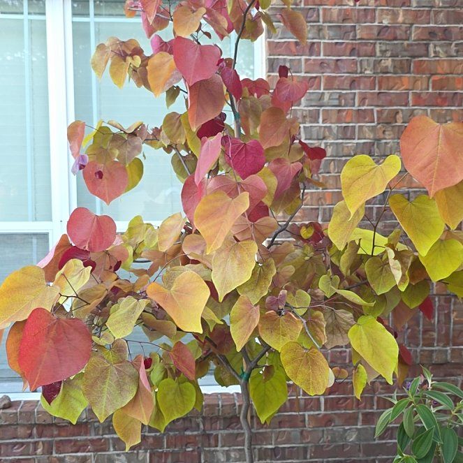Photo of the plant species Flamethrower Redbud by @StarAraceae23 named Rihanna on Greg, the plant care app