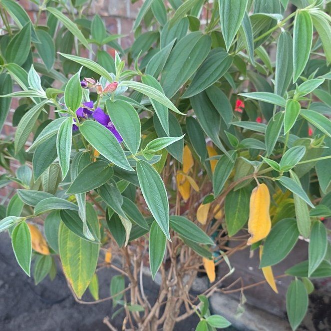 Photo of the plant species Princess flower by @StarAraceae23 named Marilyn on Greg, the plant care app