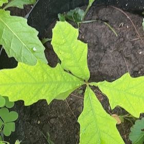 Photo of the plant species Swamp White Oak by @RousingMira46 named Leaf Erickson on Greg, the plant care app
