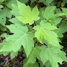 Photo of the plant species Acer Saccharinum by @RousingMira46 named Miley on Greg, the plant care app