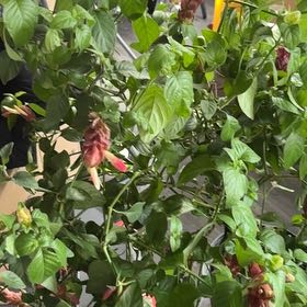 Photo of the plant species Shrimp Plant by @RousingMira46 named Bodhi on Greg, the plant care app