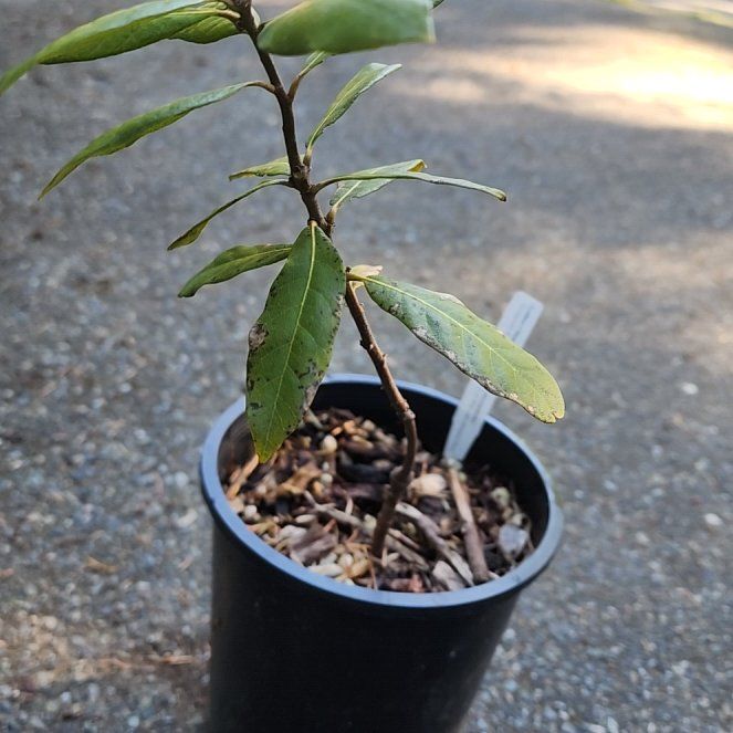 Photo of the plant species Golden Chinquapin by @TidyMayapple56 named Morgan Treeman on Greg, the plant care app