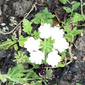 Photo of the plant species Slender Vervain by @HeritorKanono named Baesil on Greg, the plant care app