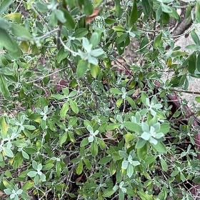 Photo of the plant species Texas Barometer Bush by @HeritorKanono named Gates on Greg, the plant care app