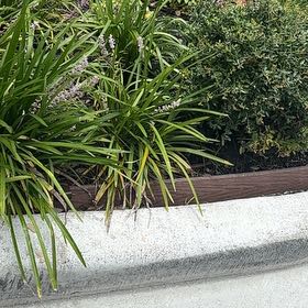 Photo of the plant species Big Blue Lilyturf by @HeritorKanono named Plato on Greg, the plant care app