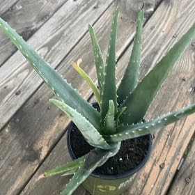 Photo of the plant species Aloe Barbadensis by @ManyPeyote58 named Wall-E on Greg, the plant care app
