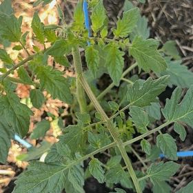 Photo of the plant species Tomato 'Supersweet 100' by @CourtlyLemon27 named Red Death on Greg, the plant care app