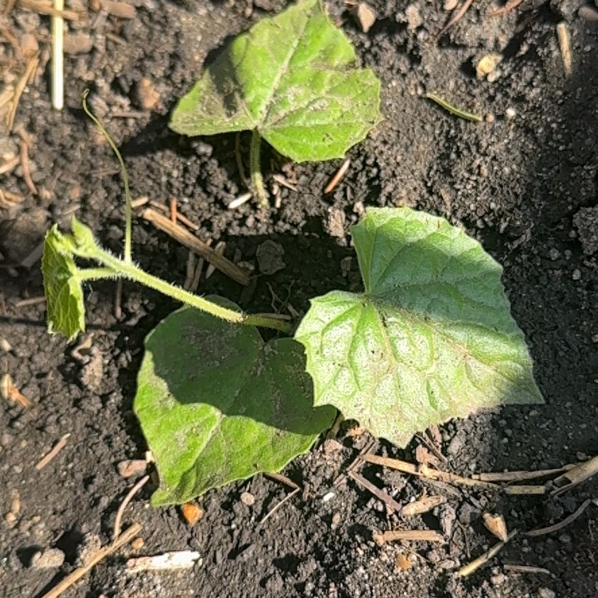Photo of the plant species Cucamelon by @CourtlyLemon27 named The Mexican on Greg, the plant care app