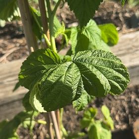 Photo of the plant species Golden Raspberry by @CourtlyLemon27 named The Sweet Smell of Success on Greg, the plant care app