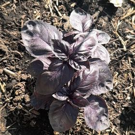 Photo of the plant species Amethyst Basil by @CourtlyLemon27 named David Q. Dawson on Greg, the plant care app