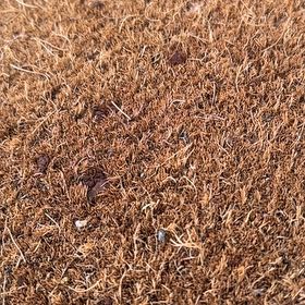 Photo of the plant species Indian Corn by @CourtlyLemon27 named Native Son on Greg, the plant care app