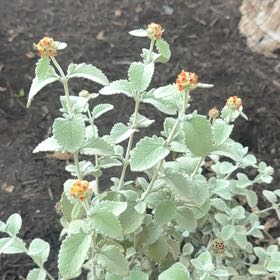 Photo of the plant species Woolly Butterfly Bush by @PoshPoisonivy named Dax on Greg, the plant care app