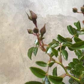 Photo of the plant species Flower Carpet Pink Supreme Rose by @BigFrithia94 named Harry on Greg, the plant care app