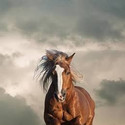 Photo of the plant species California Fan Palm by @SirGreyalder13 named Fernie Mac on Greg, the plant care app