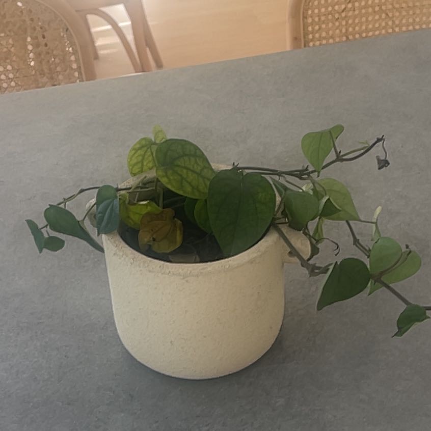 Photo of the plant species Betel by @EcstaticMoss43 named Harper on Greg, the plant care app