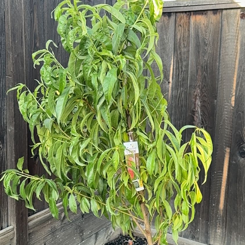 Photo of the plant species Flamekist Nectarine Tree by @MajesticPansy49 named Orwell on Greg, the plant care app