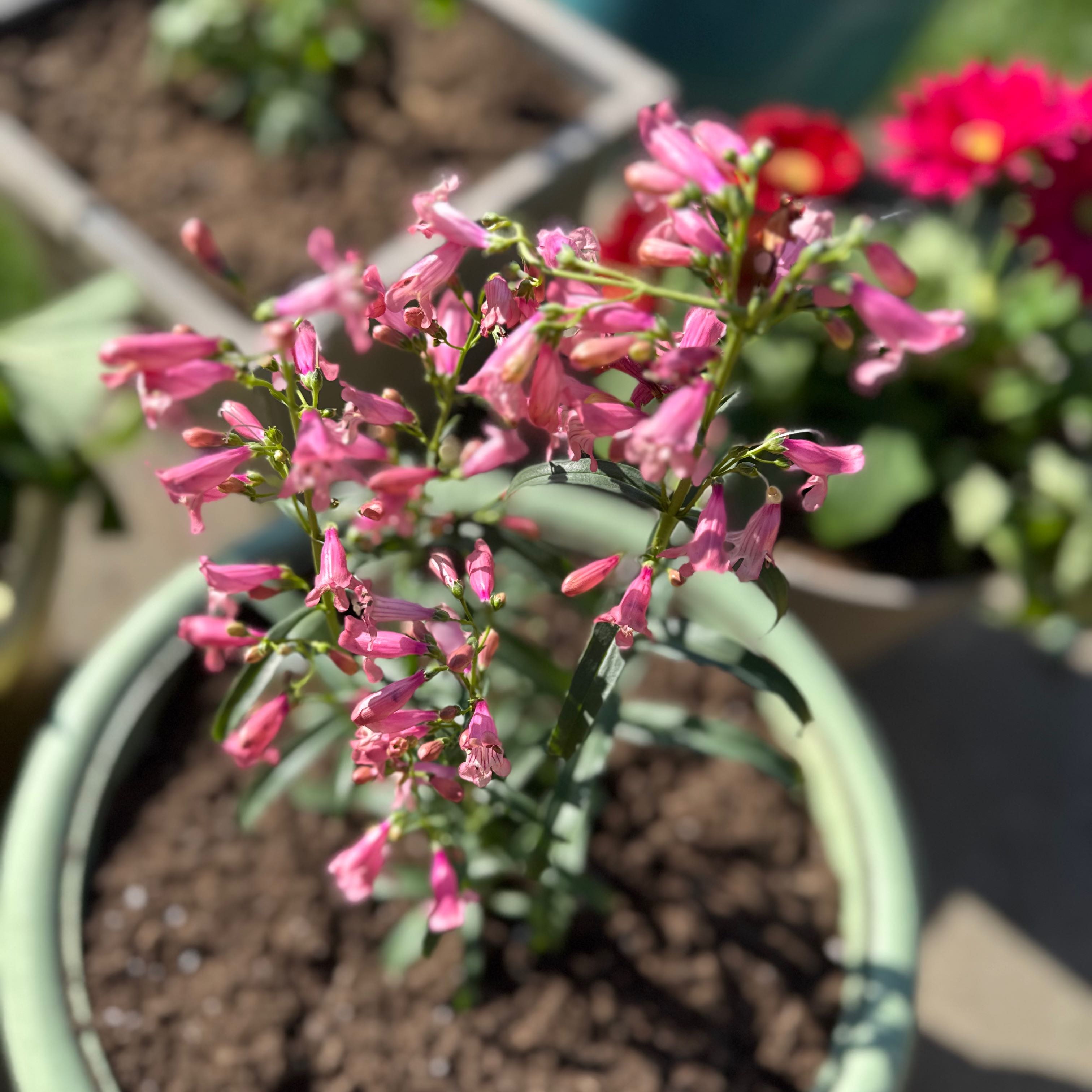 Photo of the plant species Bejeweled Pink Pearls Bearded Penstemon by @shayclay named Pearl on Greg, the plant care app