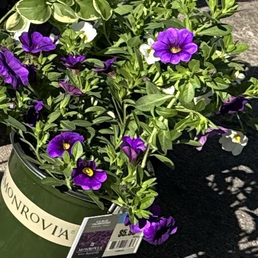Photo of the plant species Calibrachoa 'Blue' by @shayclay named Elle on Greg, the plant care app