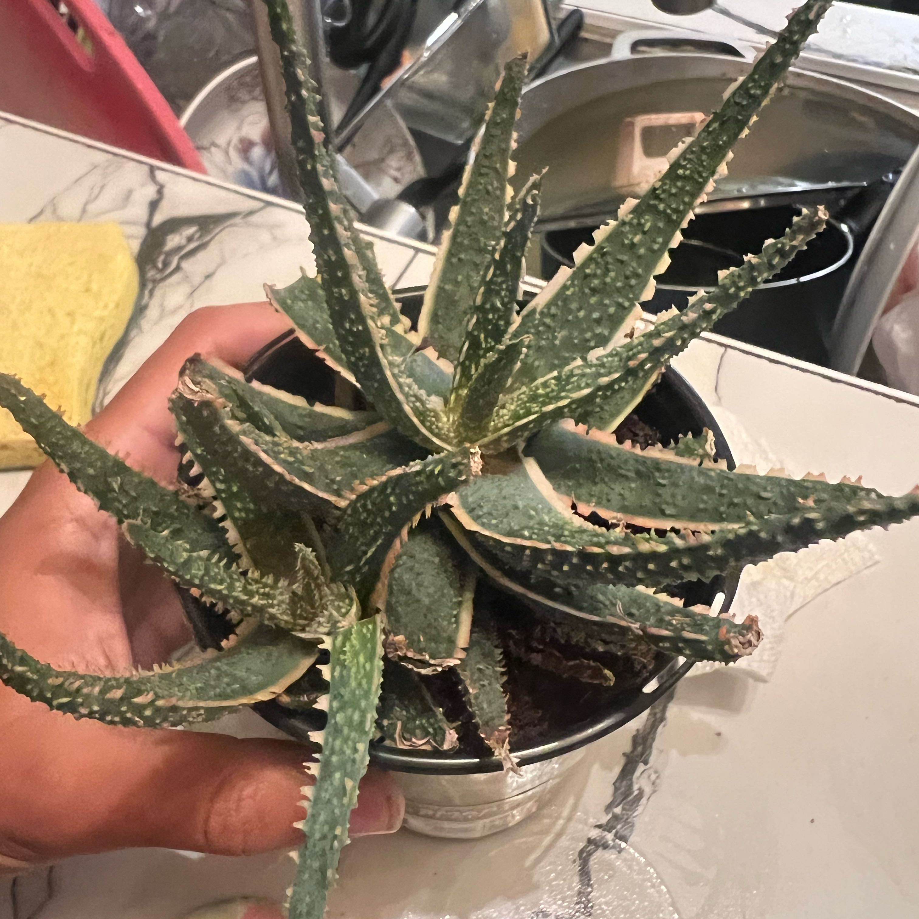 Photo of the plant species Aloe Strawberry Jam by @YesJuniper43 named Gates on Greg, the plant care app