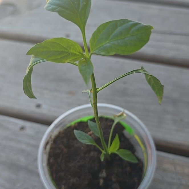 Photo of the plant species Cayenne Pepper by @UpfrontNoni87 named Morgan Treeman on Greg, the plant care app