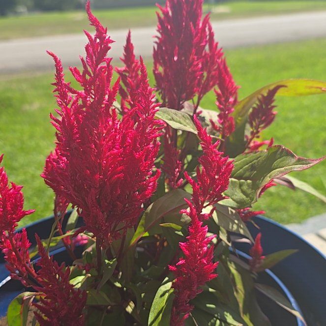 Photo of the plant species Dragon's Breath Celosia by @UpfrontNoni87 named Stella on Greg, the plant care app